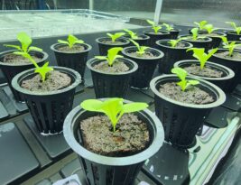 Hydroponics Newbie: Germinating seeds